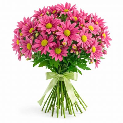 Ромашка темно-розовая